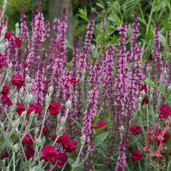Sauge - Salvia nemorosa Amethyst Godet de 8/9 cm