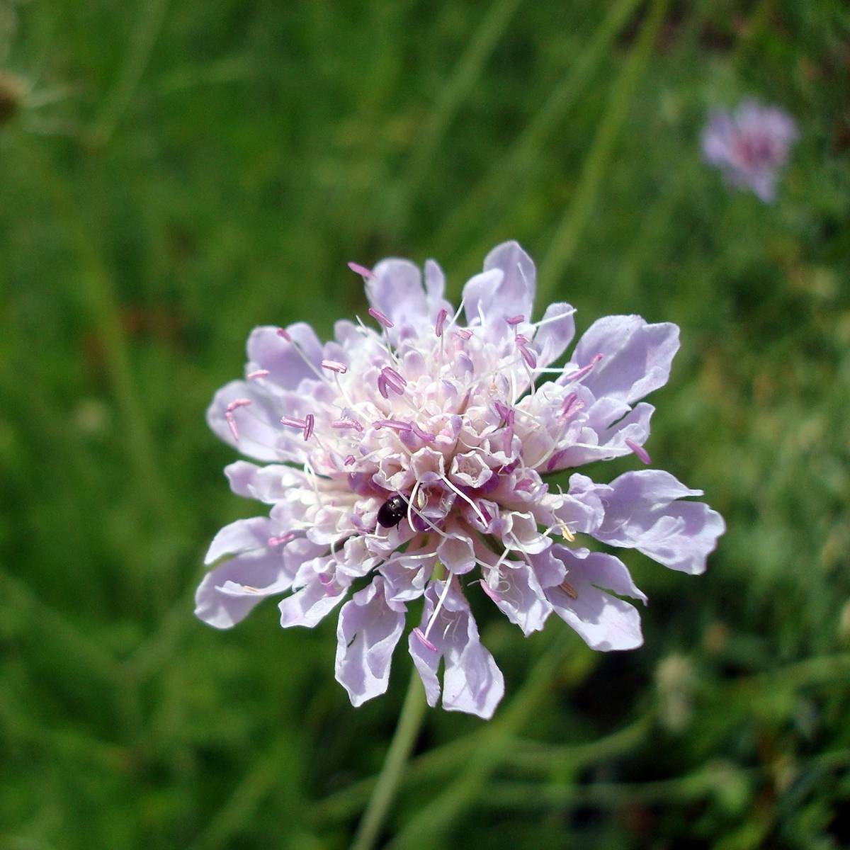 Scabiosa canescens ou suaveolens - Scabieuse odorante Godet de 8/9 cm
