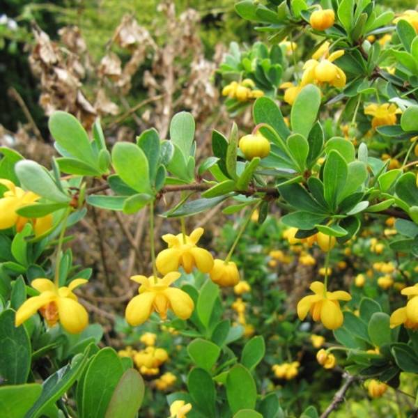 Promesse de Fleurs - Berberis buxifolia Nana - Epine-vinette à feuilles de buis Pot de 7,5L/10L - Image 1