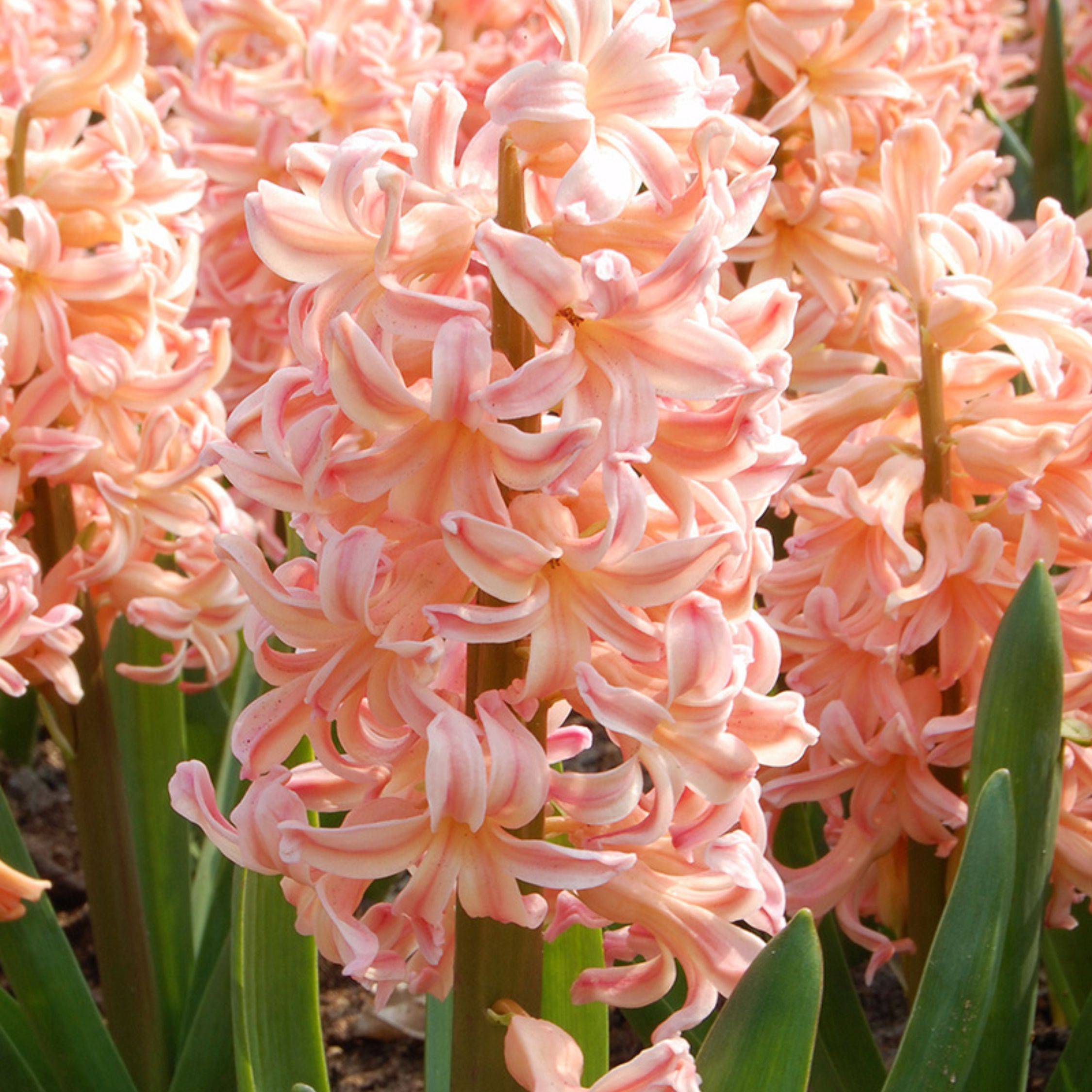Plant In A Box - Jacinthe - Set de 15 - Hyacinthus 'Gipsy Queen' - Bulbes à fleurs - Orange - Image 5