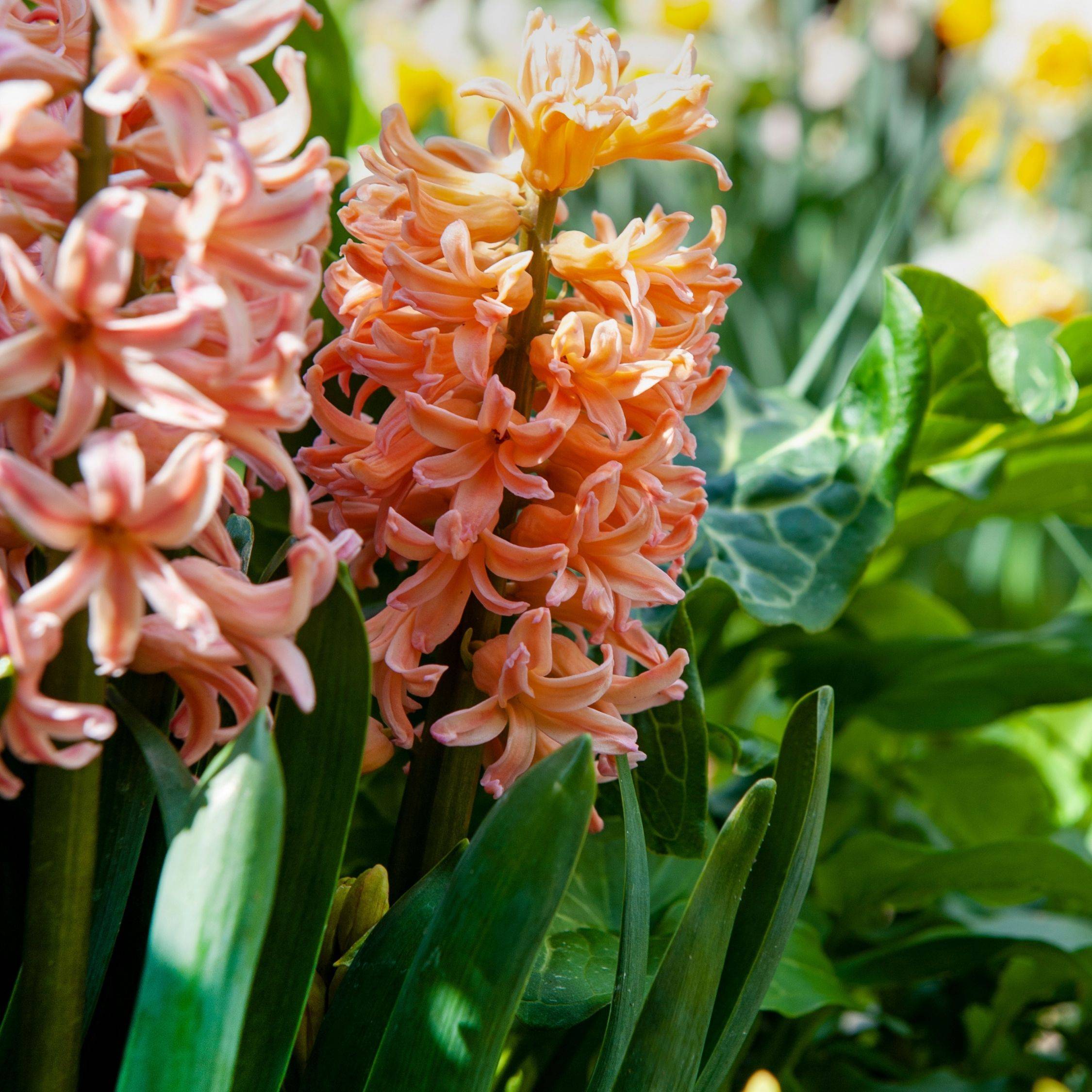 Plant In A Box - Jacinthe - Set de 15 - Hyacinthus 'Gipsy Queen' - Bulbes à fleurs - Orange - Image 4