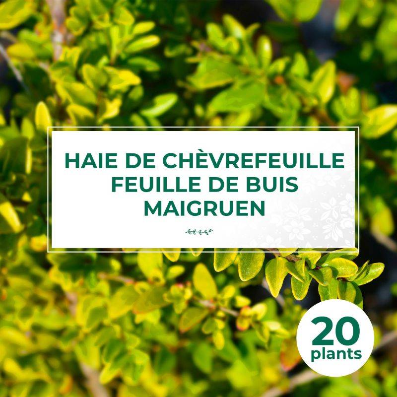 20 Chèvrefeuilles à feuilles de buis 'Maigruen' (Lonicera Nitida 'Maigrun') - Haie Basse de Chèvrefeuille à feuilles de buis -  - Pépinières Naudet - Image 1