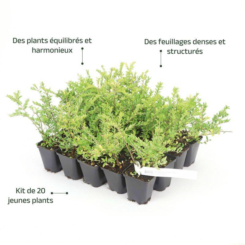 20 Chèvrefeuilles à feuilles de buis 'Maigruen' (Lonicera Nitida 'Maigrun') - Haie Basse de Chèvrefeuille à feuilles de buis -  - Pépinières Naudet - Image 4