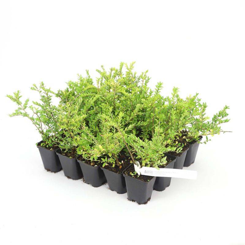 20 Chèvrefeuilles à feuilles de buis 'Maigruen' (Lonicera Nitida 'Maigrun') - Haie Basse de Chèvrefeuille à feuilles de buis -  - Pépinières Naudet - Image 3
