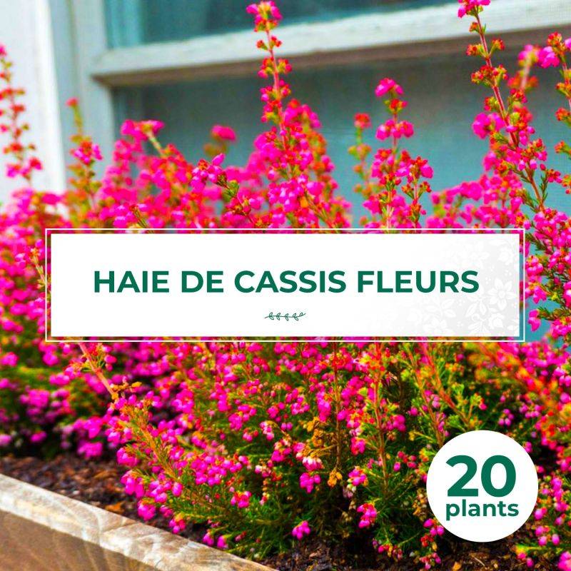 20 Groseilliers à fleurs (Ribes sanguineum) - Haie de Cassis Fleurs - - Pépinières Naudet - Image 1