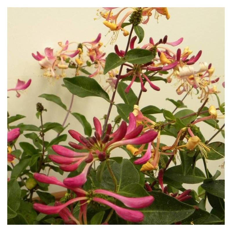 Chèvrefeuille arbustif nain Chic et Choc® 'Inov205', Lonicera à fleurs Jaune - feuillage Persistant - Godet - 5/20 cm-  hauteur à maturité De 0,50 m à - Image 3