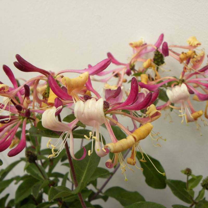 Chèvrefeuille arbustif nain Chic et Choc® 'Inov205', Lonicera à fleurs Jaune - feuillage Persistant - Godet - 5/20 cm-  hauteur à maturité De 0,50 m à - Image 2