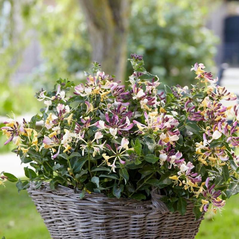 Chèvrefeuille arbustif nain Chic et Choc® 'Inov205', Lonicera à fleurs Jaune - feuillage Persistant - Godet - 5/20 cm-  hauteur à maturité De 0,50 m à - Image 1