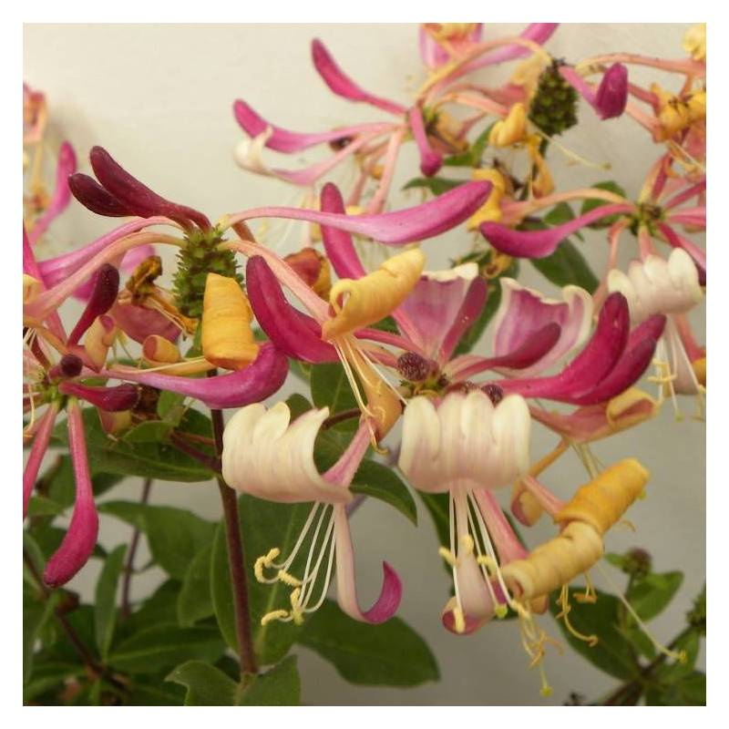Chèvrefeuille arbustif nain Chic et Choc® 'Inov205', Lonicera à fleurs Jaune - feuillage Persistant - Godet - 5/20 cm-  hauteur à maturité De 0,50 m à - Image 4