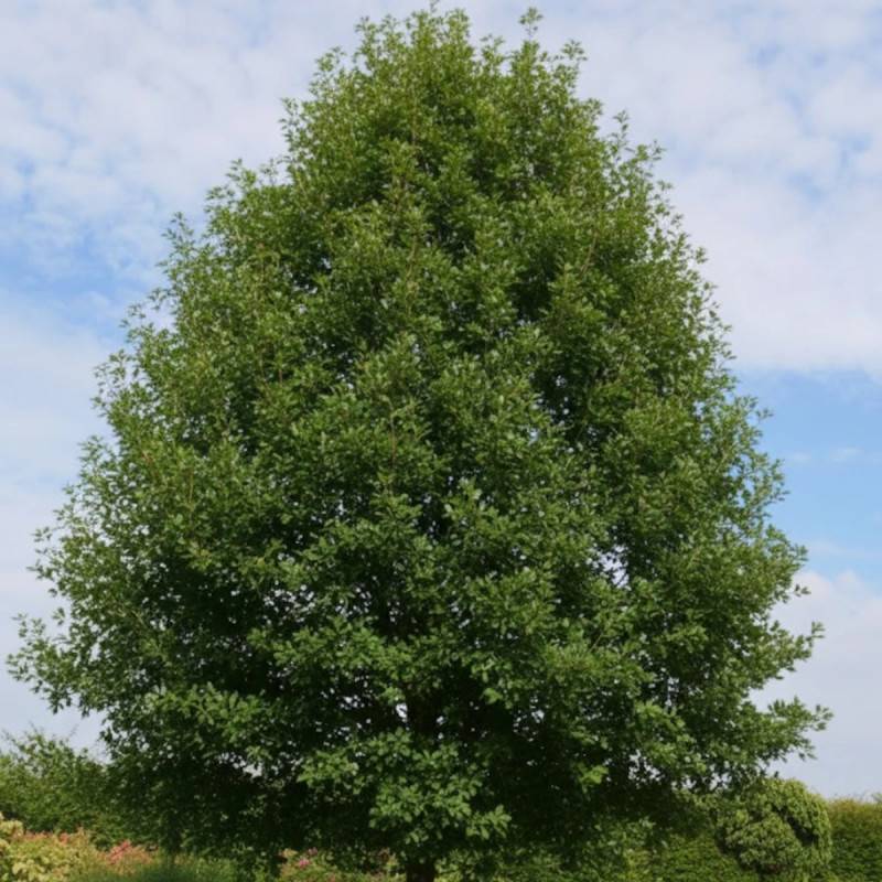 Chêne rouvre, Quercus petraea - Pot de 30L - Tige 6/8 - Image 2