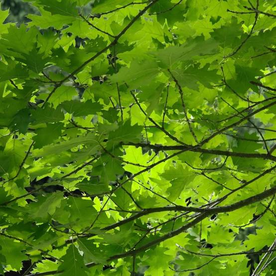 Chêne rouvre, Quercus petraea - Pot de 30L - Tige 6/8 - Image 1