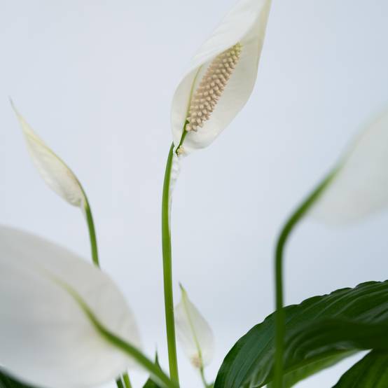 Plant In A Box - Fleur de lune - Spathiphyllum 'Lima' - Hauteur 60-75cm - ⌀17cm - Image 4
