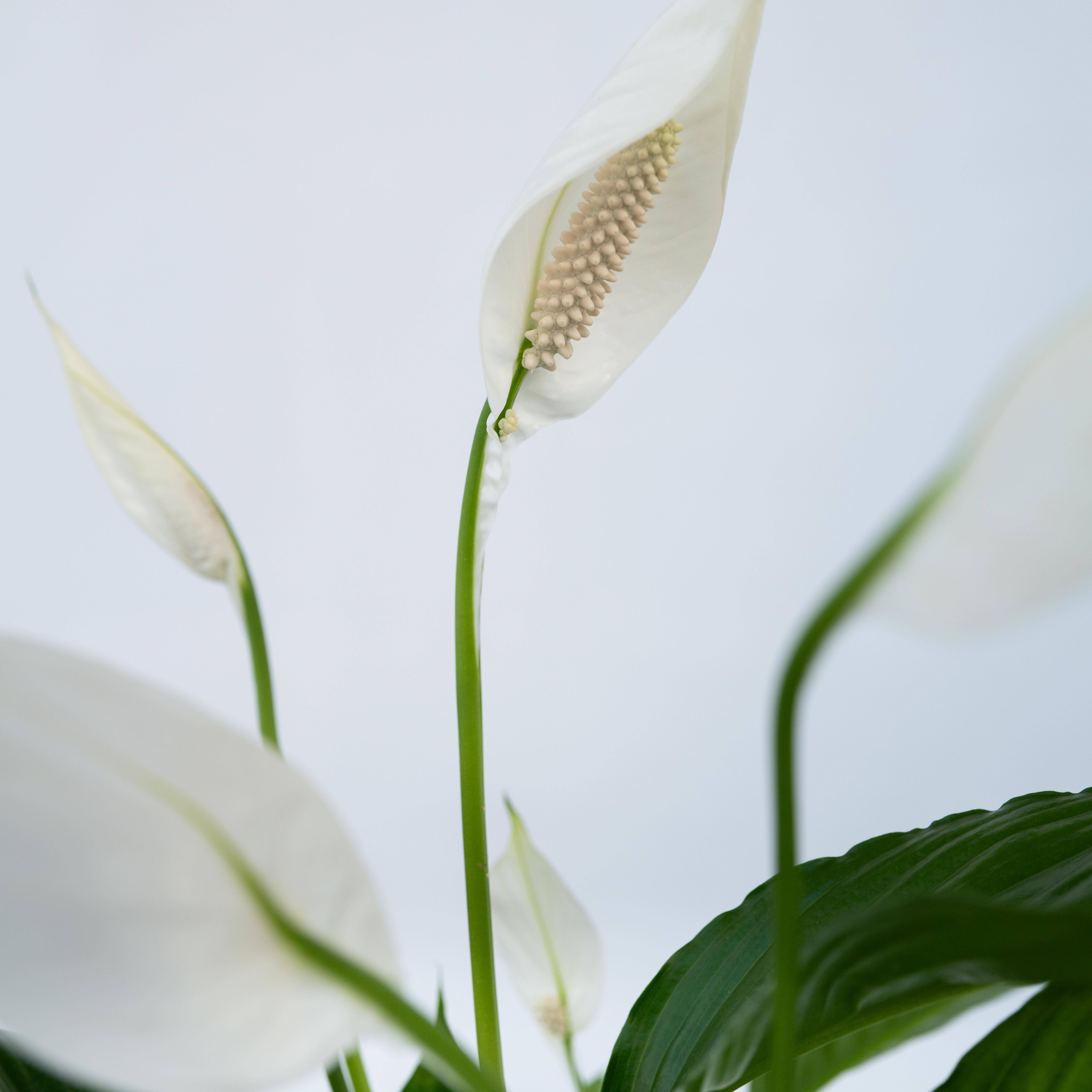 Plant In A Box - Fleur de lune - Spathiphyllum 'Lima' - Hauteur 60-75cm - ⌀17cm - Image 4