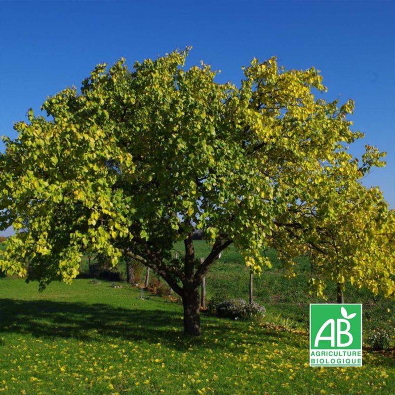 Abricotier 'Bergeron' BIO (Prunus armeniaca 'Bergeron') - Scion de 100 à 150cm - Pépinières Naudet - Image 1