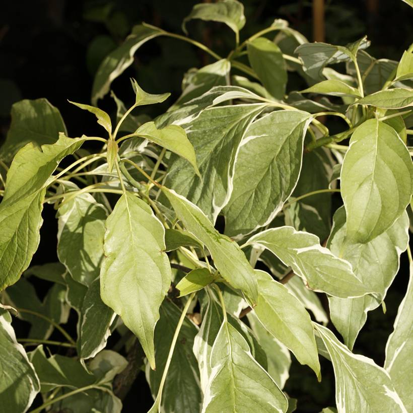 Promesse de Fleurs - Cornus controversa Marginata Nord - Cornouiller des Pagodes Pot de 4L/5L - Image 1