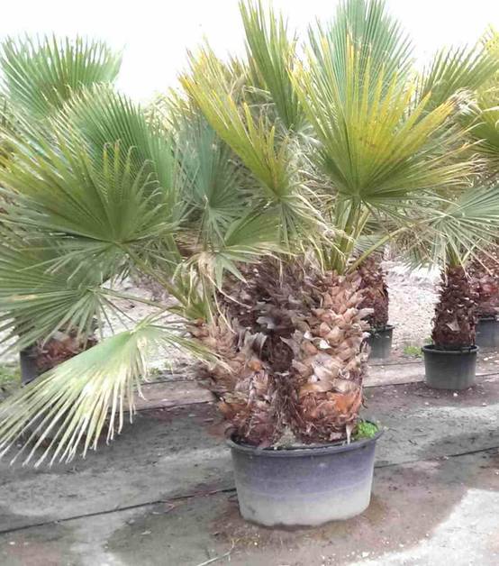 Sans Marque - Washingtonia Robusta (Palmier éventail, Palmier du Mexique) Taille:Pot de 2 litres - 30/50 cm - Couleur floraison:rose - Image 4