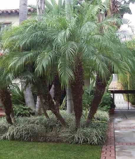 Sans Marque - Washingtonia Robusta (Palmier éventail, Palmier du Mexique) Taille:Pot de 2 litres - 30/50 cm - Couleur floraison:rose - Image 6