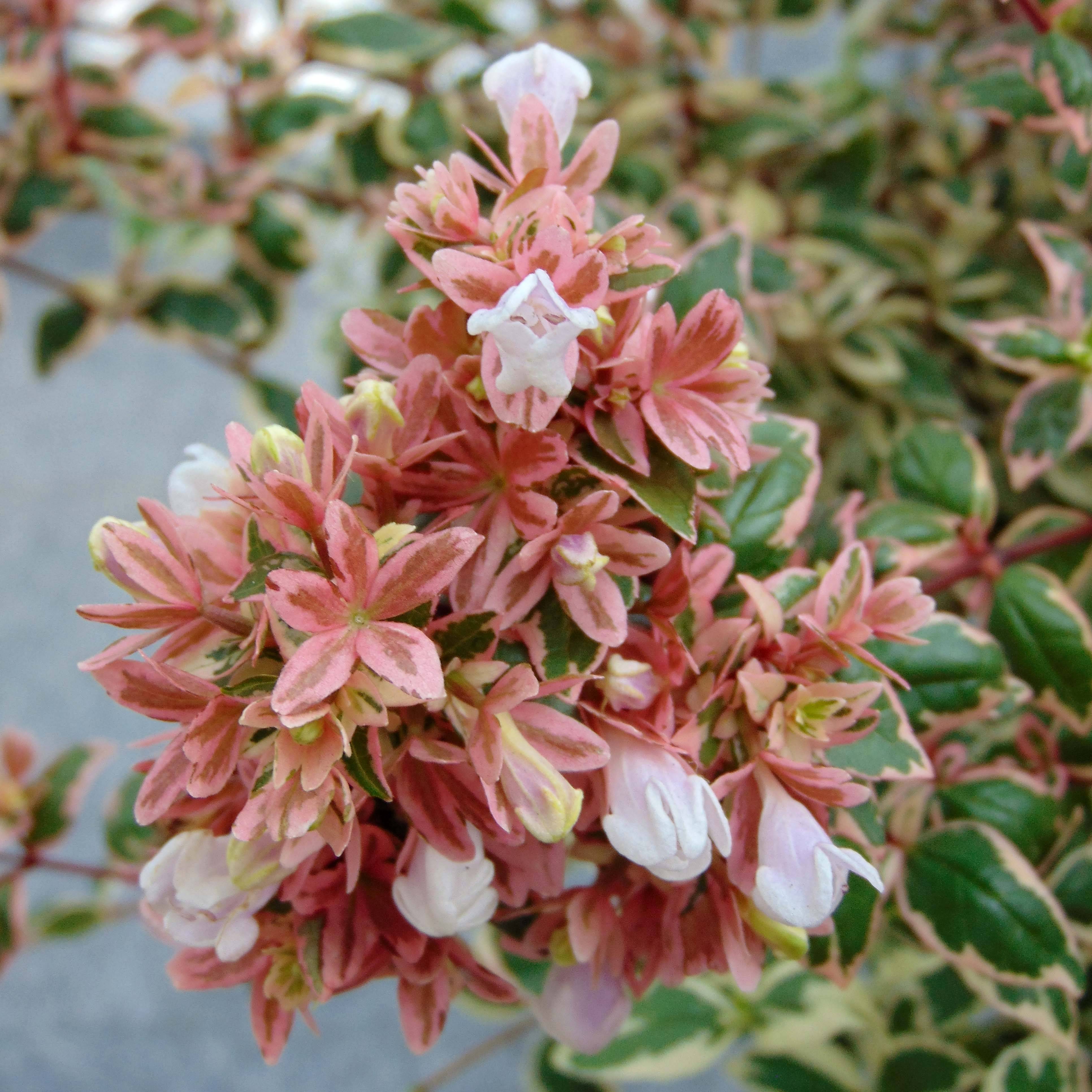 Abelia Magic Daydream Pot de 3L/4L - Image 1