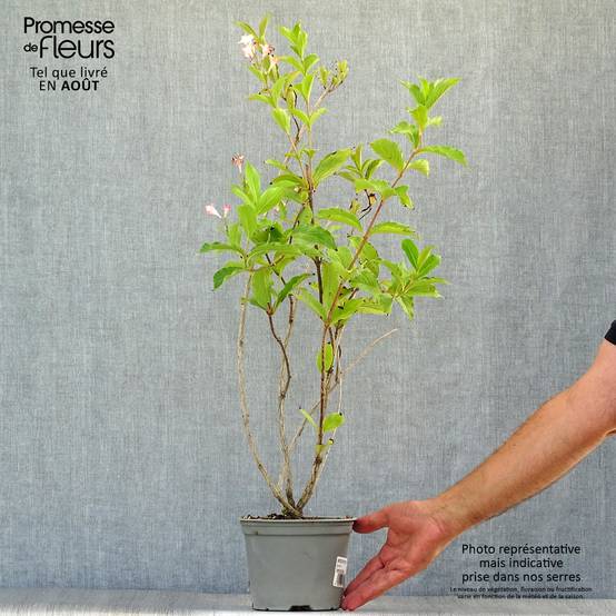 Promesse de Fleurs - Weigela florida Rosea - Weigélia Pot de 2L/3L - Image 2