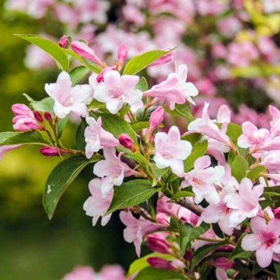 Promesse de Fleurs - Weigela florida Rosea - Weigélia Pot de 2L/3L - Image 1