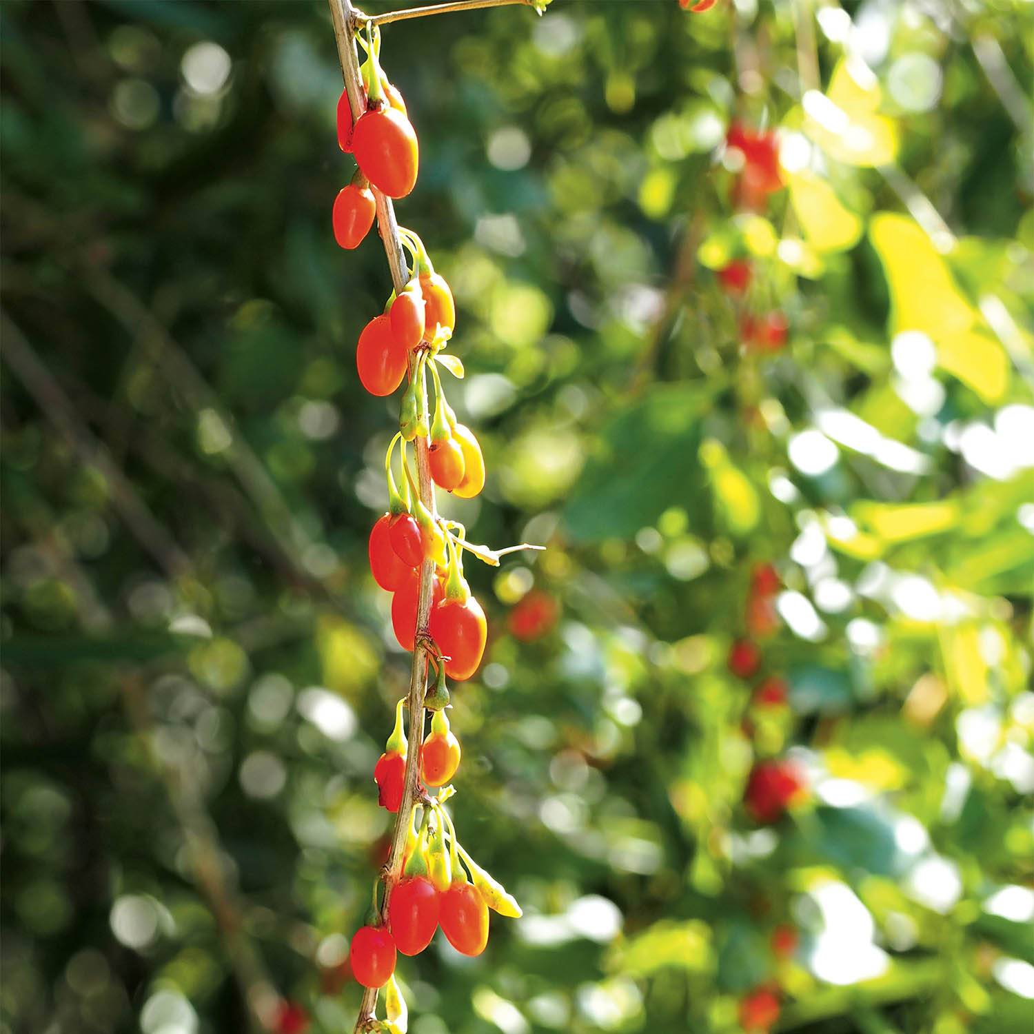 Goji Instant Success - Lycium barbarum Pot de 1,5L/2L