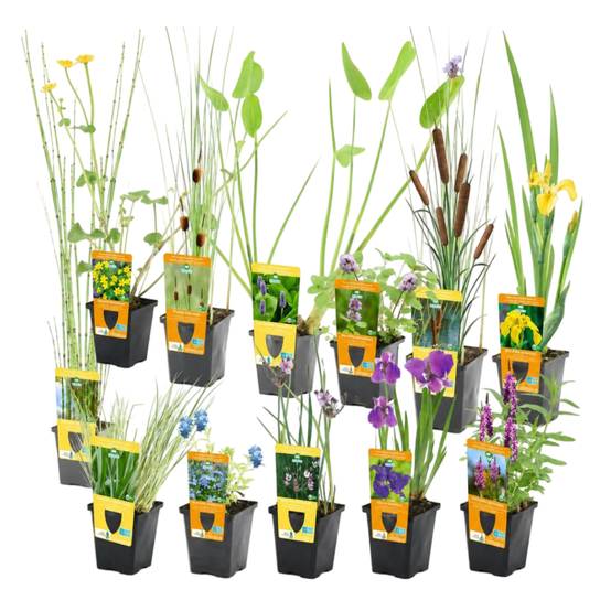 0 - Set Surprise Plantes de Bassin - 12 Plantes Rustiques avec Paniers - Image 1