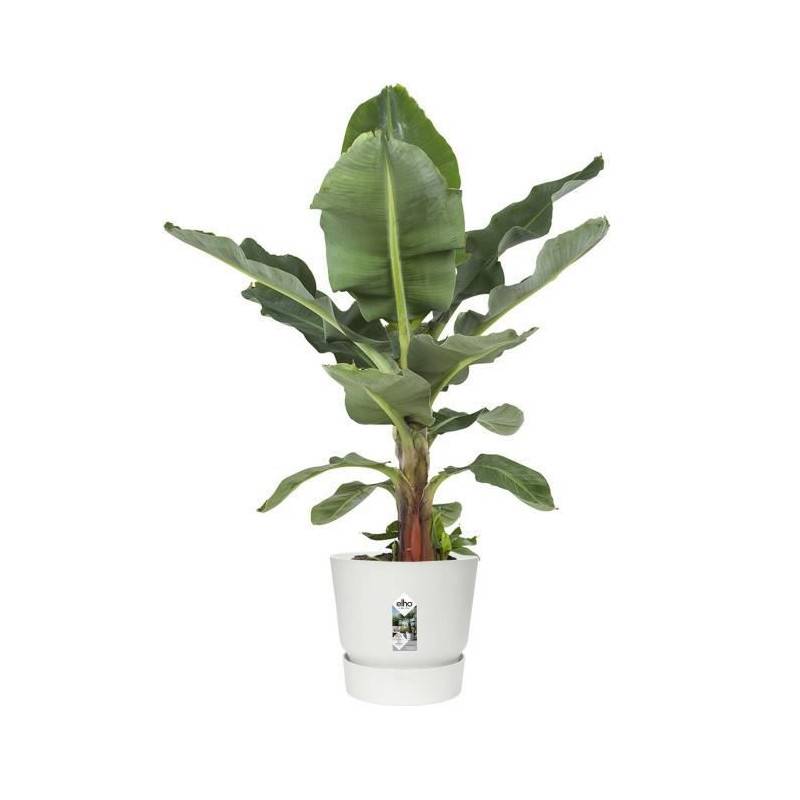 Elho - Elho Pot De Fleurs Rond Greenville 40 - Exterieur - O 39 X H 36,8 Cm - Blanc - Image 5