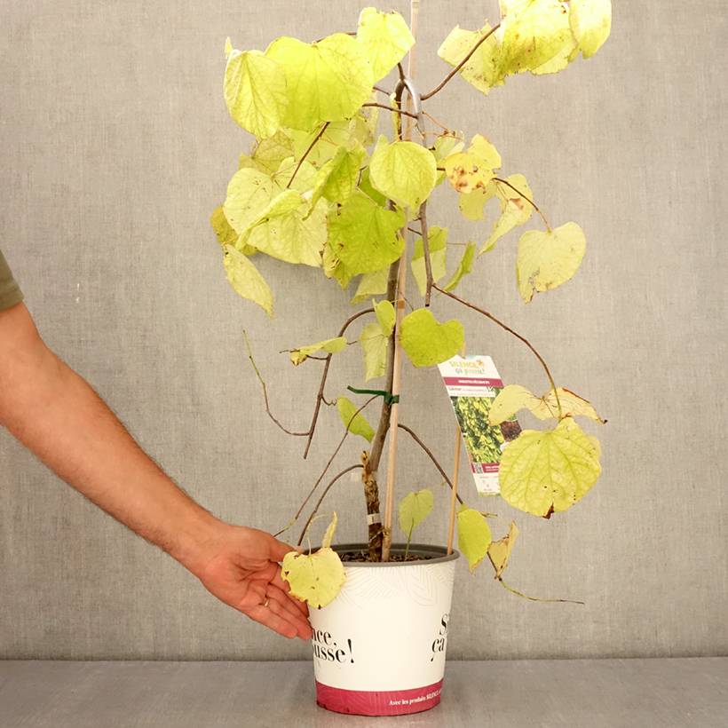Cercis canadensis Golden Falls - Gainier du Canada Pot de 4L/5L, Baliveau - Image 2