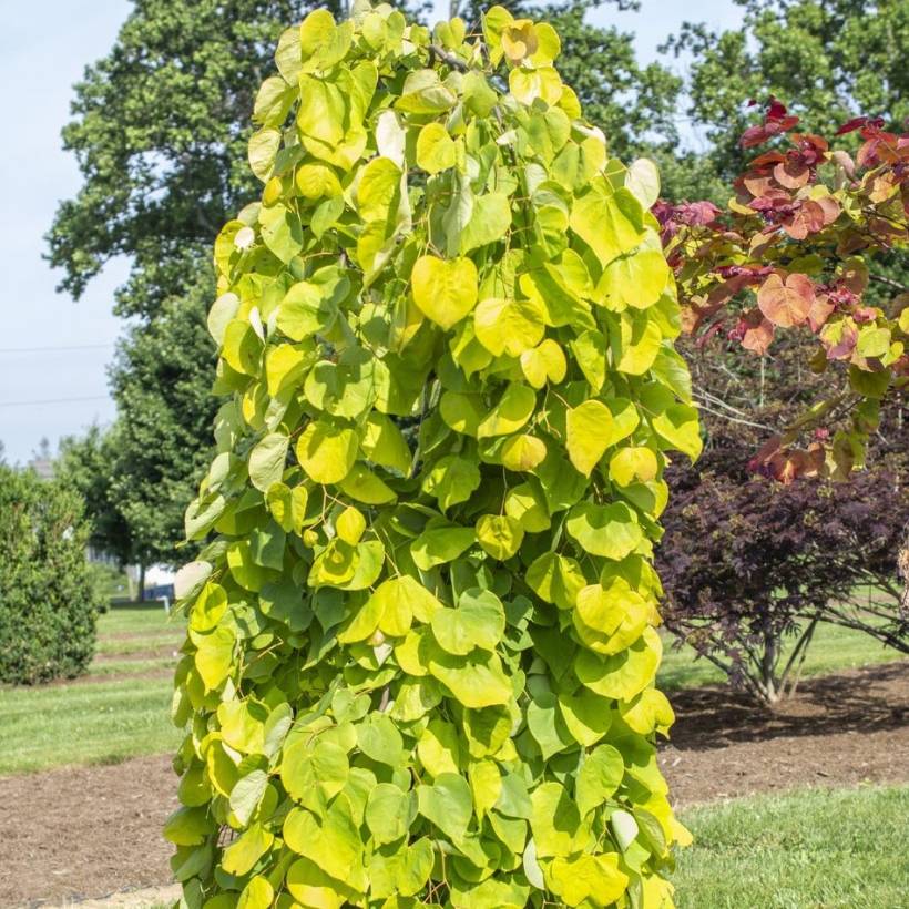 Cercis canadensis Golden Falls - Gainier du Canada Pot de 4L/5L, Baliveau - Image 1