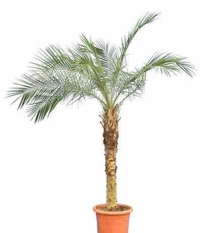 0 - Phoenix roebelenii (Dattier du Laos, palmier dattier nain) 40 litres - tronc 80/100cm - Image 2