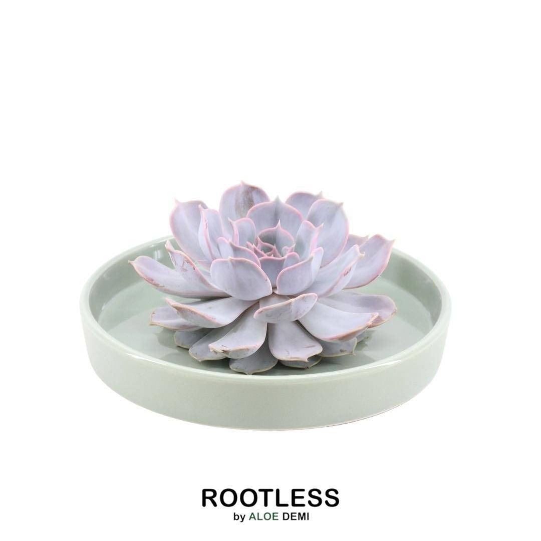 Echeveria Lilacina sans racines en bol céramique- La Green Touch - Image 1
