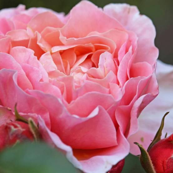 Rosier ancien Dames de Chenonceau® 'Delpabra' à fleurs Rose - feuillage Caduc - Pot de 5L - Touffe- hauteur à maturité De 1,00 m à 1,50 m - Image 4
