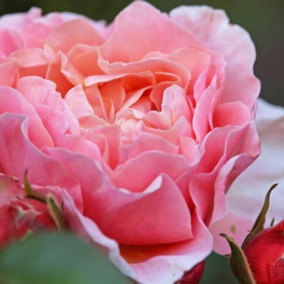 Rosier ancien Dames de Chenonceau® 'Delpabra' à fleurs Rose - feuillage Caduc - Pot de 5L - Touffe- hauteur à maturité De 1,00 m à 1,50 m - Image 1