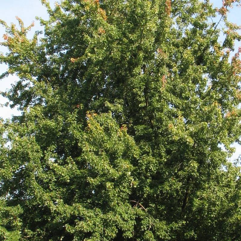 Érable argenté Pyramidale, Acer saccharinum à fleurs Rouge/Vert - feuillage Caduc - Pot de 15L - Baliveau - Image 2
