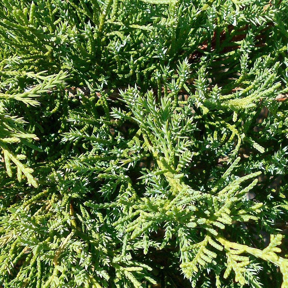 Genévrier de Pfitzer Compact - Juniperus pfitzeriana Compacta Godet de 8/9 cm