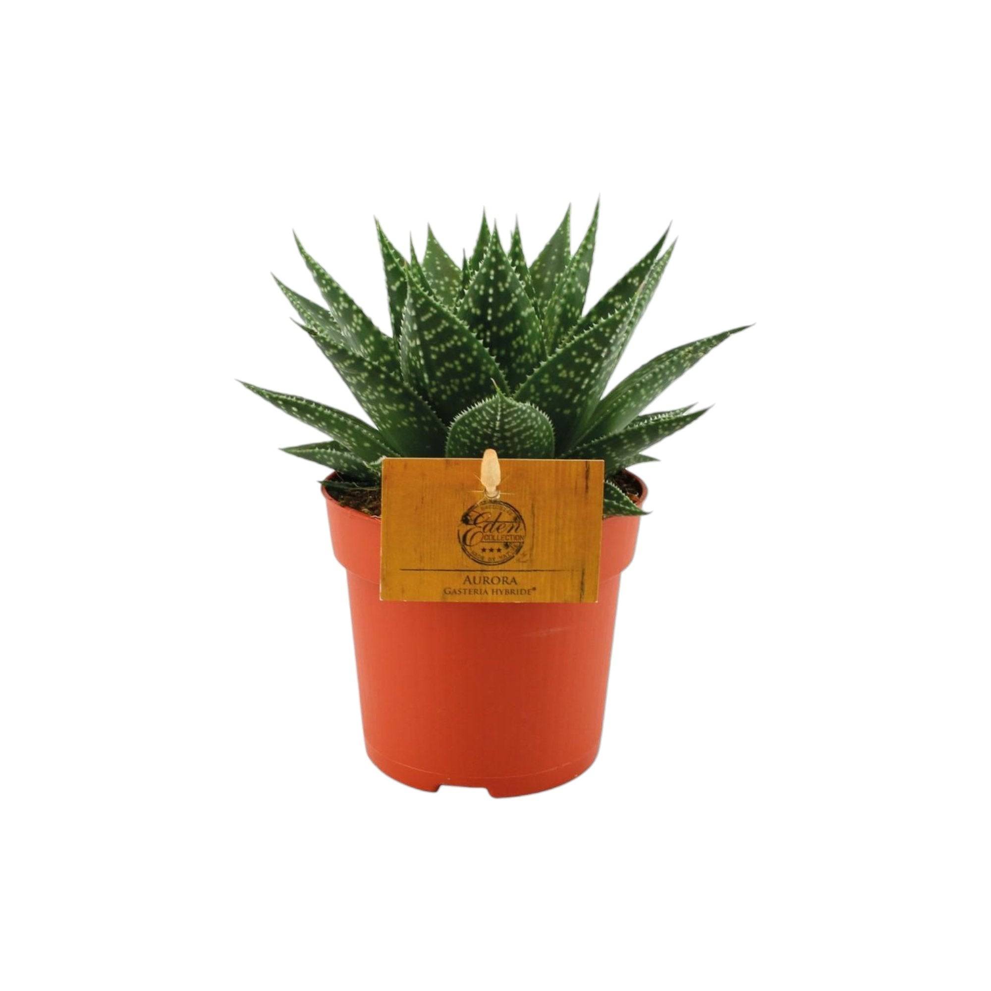 Gasteria Hybride Aurora 15cm - Plante d'intérieur- La Green Touch - Image 2