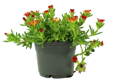 Delosperma pot 10,5 cm - Image 1