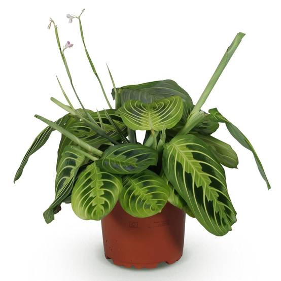 Maranta Fascinator Lemon Vert Clair - H35cm - Image 3