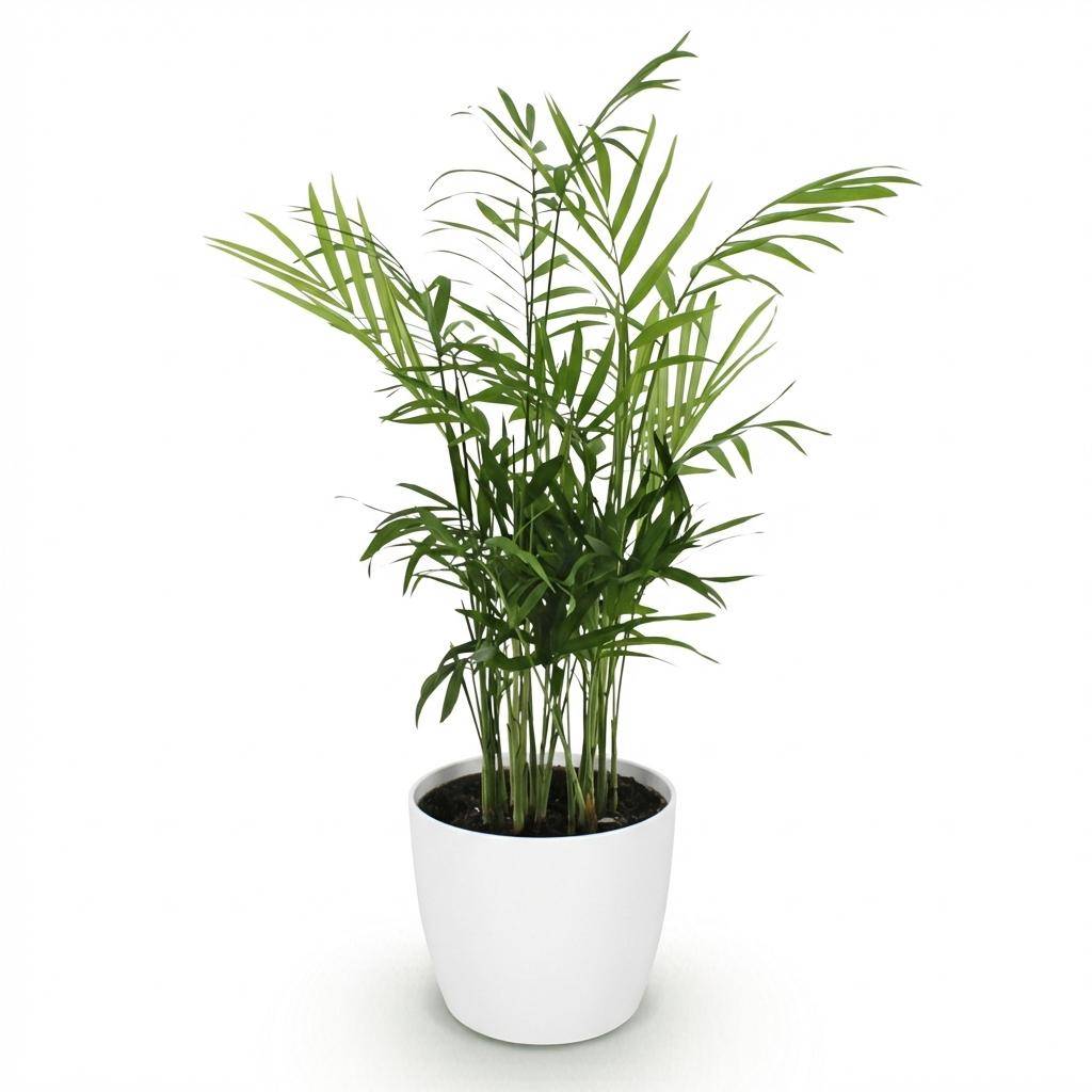 Chamaedorea elegans - Pet-friendly - Pot de 12cm - Hauteur 15cm - Blanc - Plantes d'intérieur - Image 2