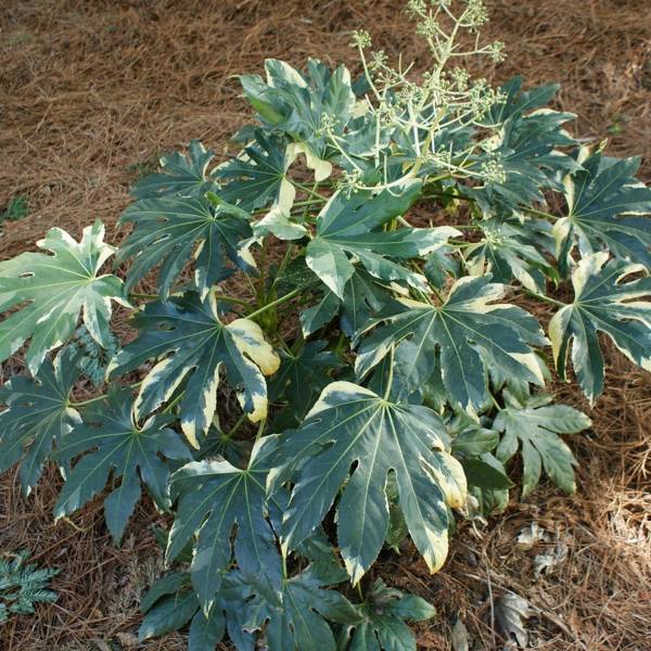 Promesse de Fleurs - Faux-aralia - Fatsia japonica Variegata Godet de 8/9 cm