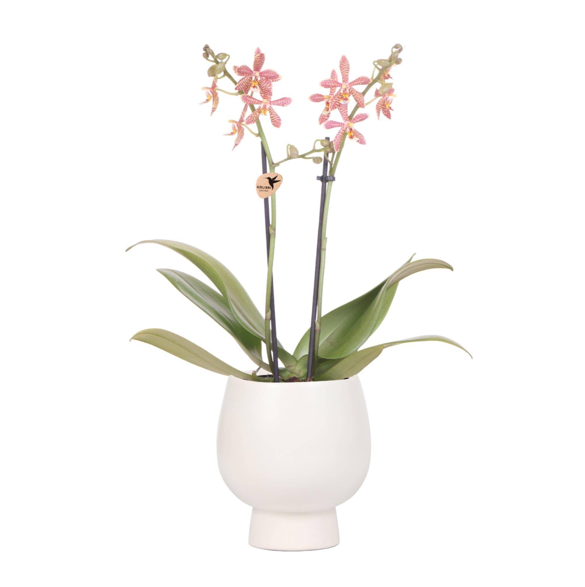 La Green Touch - Orchidée araignée et son pot- La Green Touch Blanc - Hauteur 35cm - Image 1