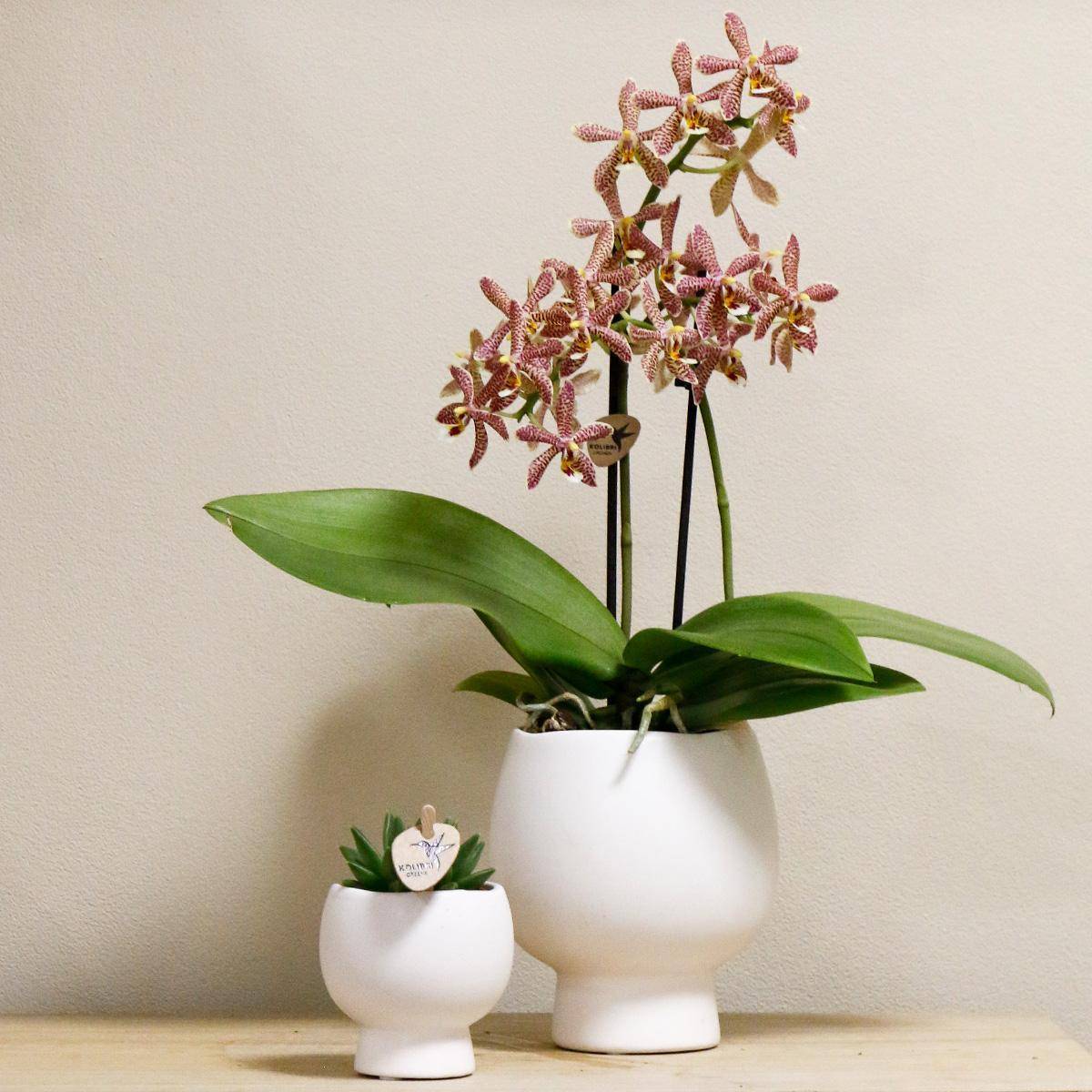 La Green Touch - Orchidée araignée et son pot- La Green Touch Blanc - Hauteur 35cm - Image 2