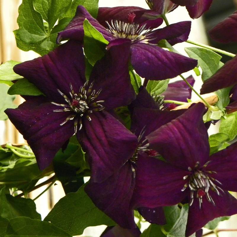 Clématite viticella Dark Eyes à fleurs Violette - feuillage Caduc - Godet - 5/20 cm-  hauteur à maturité De 2,50 m à 3,00 m - Image 1