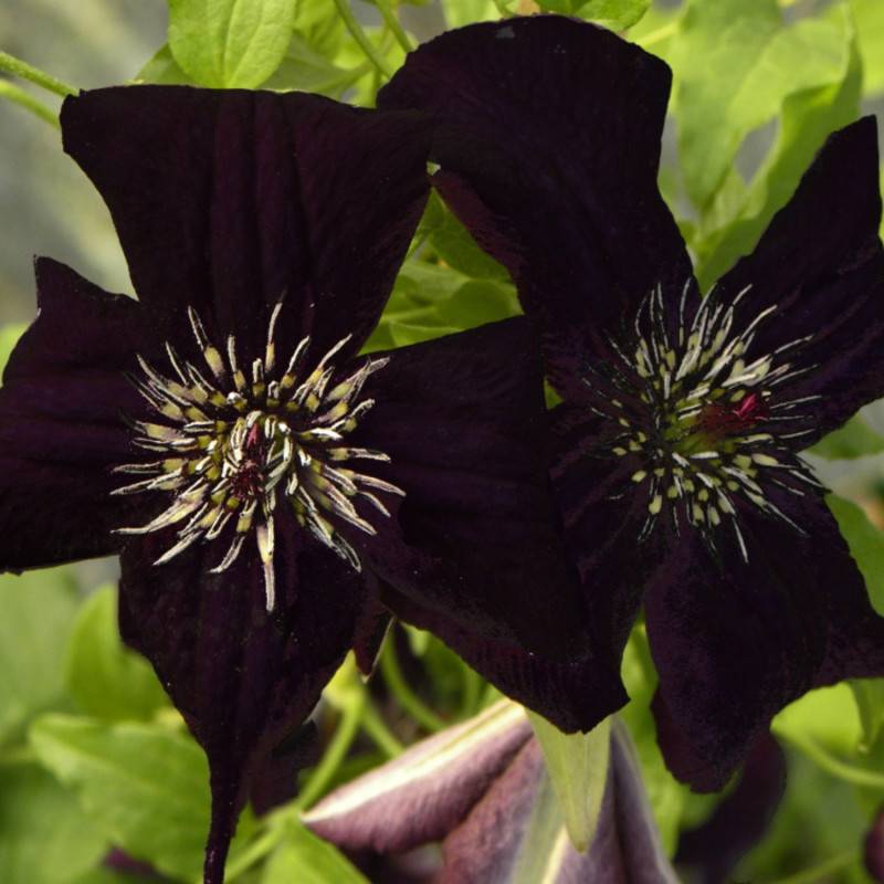 Clématite viticella Dark Eyes à fleurs Violette - feuillage Caduc - Godet - 5/20 cm-  hauteur à maturité De 2,50 m à 3,00 m - Image 6