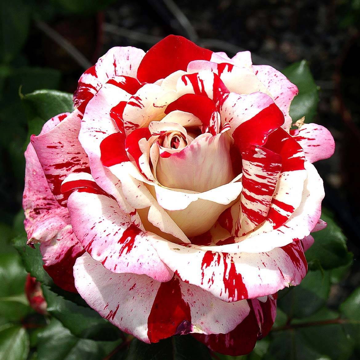 Rosier à grandes fleurs Coeur de Rockeur Pot de 4L/5L