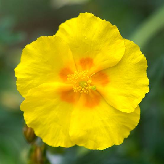 Promesse de Fleurs - Helianthemum Golden Queen - Hélianthème Godet de 8/9 cm