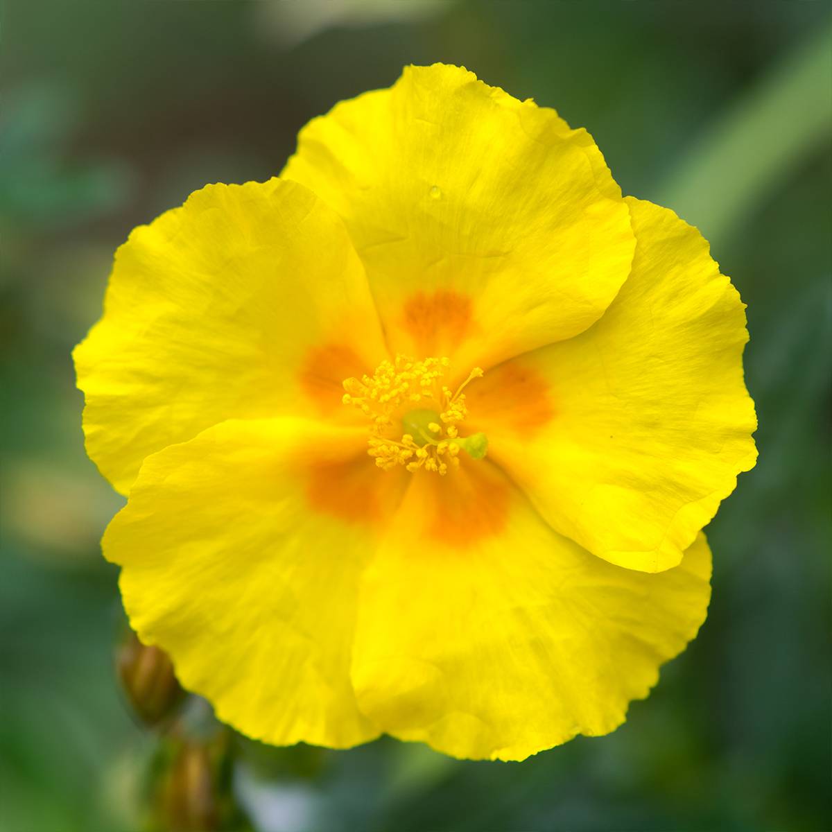 Promesse de Fleurs - Helianthemum Golden Queen - Hélianthème Godet de 8/9 cm