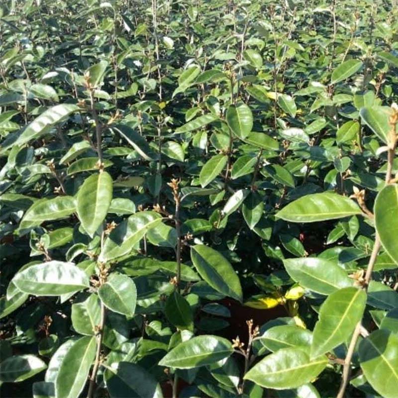 Elaeagnus ebbingei Compacta - Chalef Pot de 7,5L/10L - Image 1