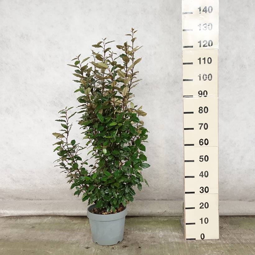 Elaeagnus ebbingei Compacta - Chalef Pot de 7,5L/10L - Image 2
