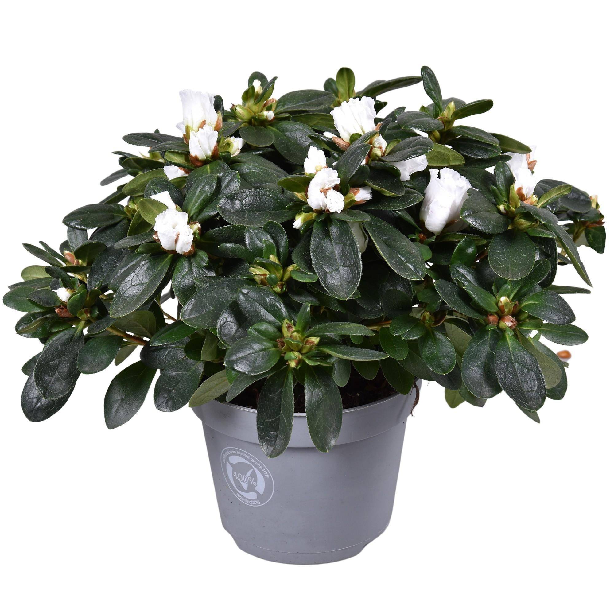 Azalée blanc - plante d'extérieur fleurie- La Green Touch